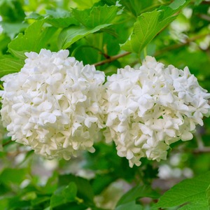 Viburnum Opulus Roseum Hardy Shrub