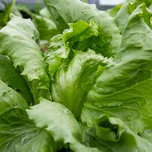 Marshalls Garden Lettuce Iceberg 3, Annual Iceberg Variety, Plant in Early Autumn