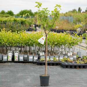 Marshalls Garden Redcurrant Standard Plant 'Jonkheer van Tets' Standard Trained