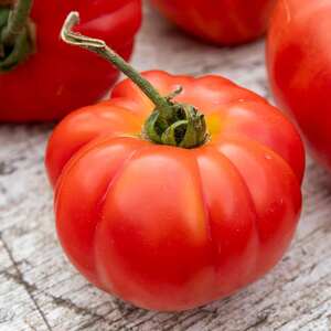 Marshalls Garden Buffalo Steak Tomato Seeds - Large Beefsteak, High-Yield, 10 Seeds