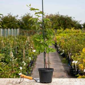 Boysenberry Plant