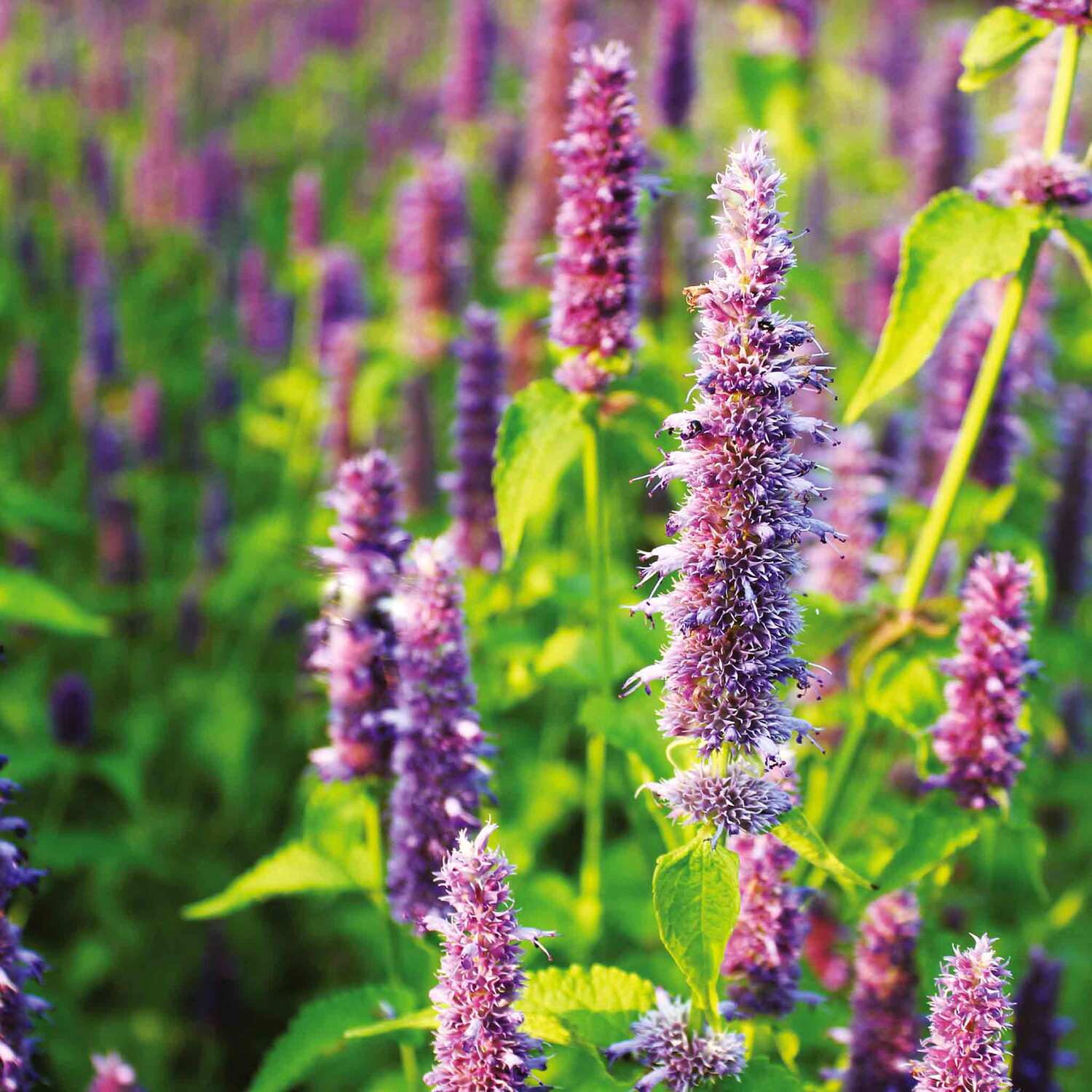 Unwins Agastache Seeds 'Lavender Blue' - Blue