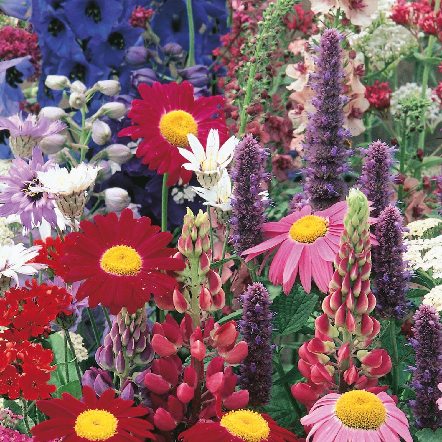 Unwins Cottage Garden Seeds - Border Perennials Mix - Neutral