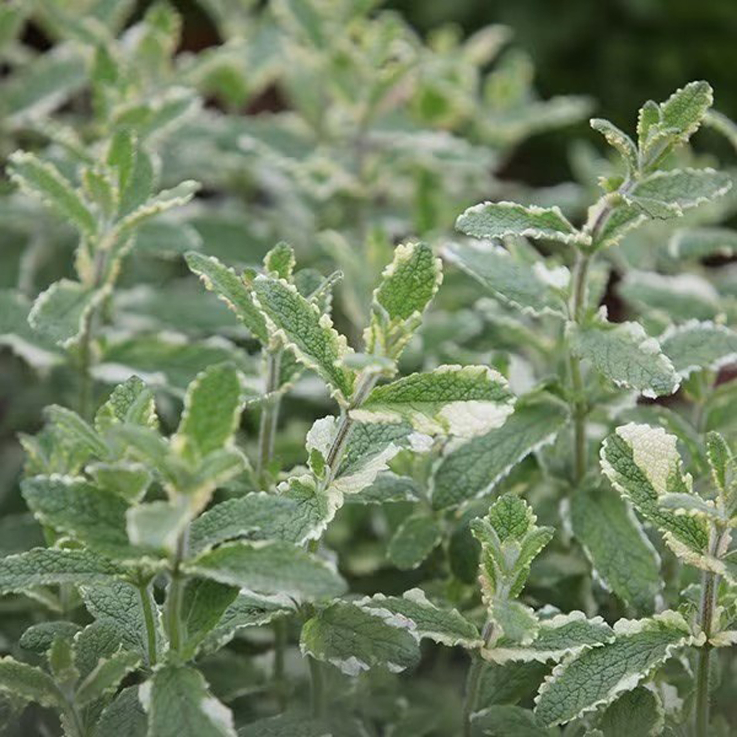 Primrose Set Of 3 Mentha Suaveolens Variegata Pineapple Mint Herb Garden Plant 9Cm Pot - Green / 1