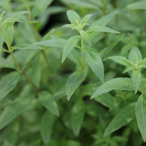 Set of 3 Aloysia Citrodora Lemon Verbena Lippia Citriodora Herb Garden Plant 9cm Pot
