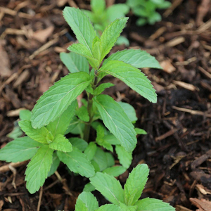 Mentha x Piperita Swiss Swiss Mint 9cm Pot Herb Garden Plant