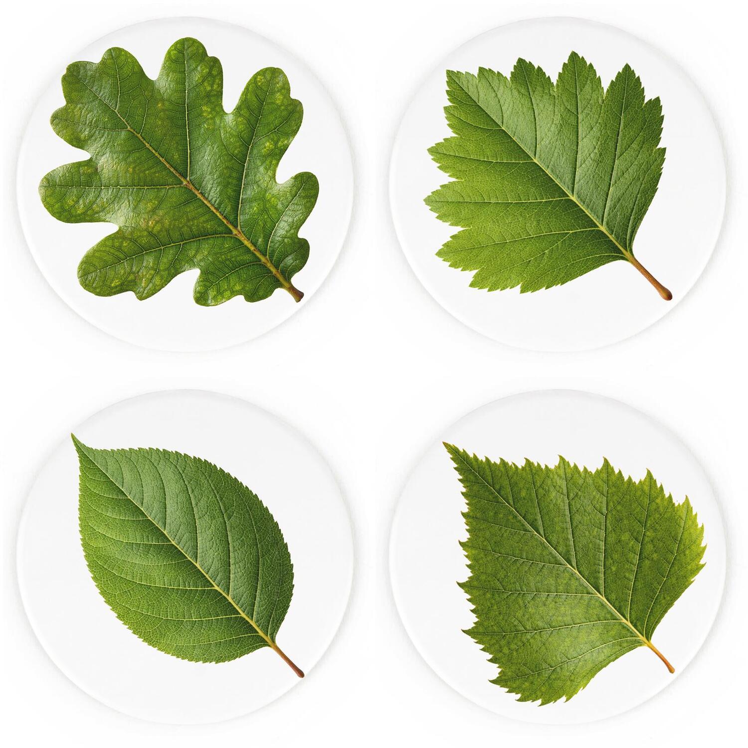 Purely Home Green Leaves Coasters - Floral Set Of 4 Round Ceramic Coasters - Green