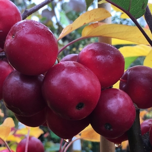 Plant Theory Malus x Atrosanguinea Gorgeous Crab Apple Tree 9L 1.2m - 1.5m