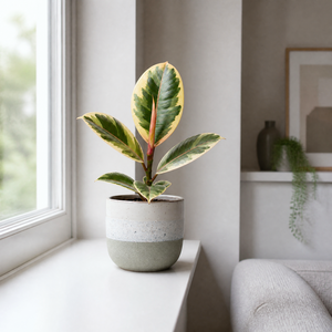 Plants By Post Ficus Tineke Rubber Plant C