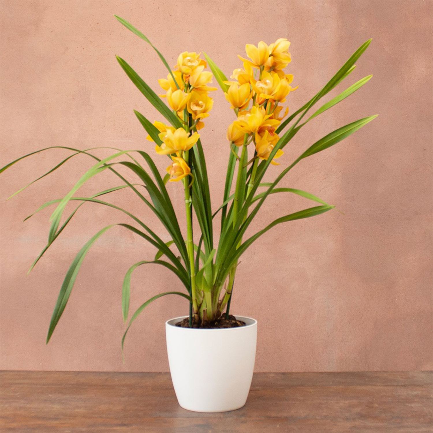 Primrose Jingle Bells Yellow Orchid Cymbidium Flowering Indoor Plant 14Cm Pot 85Cm Tall - Yellow