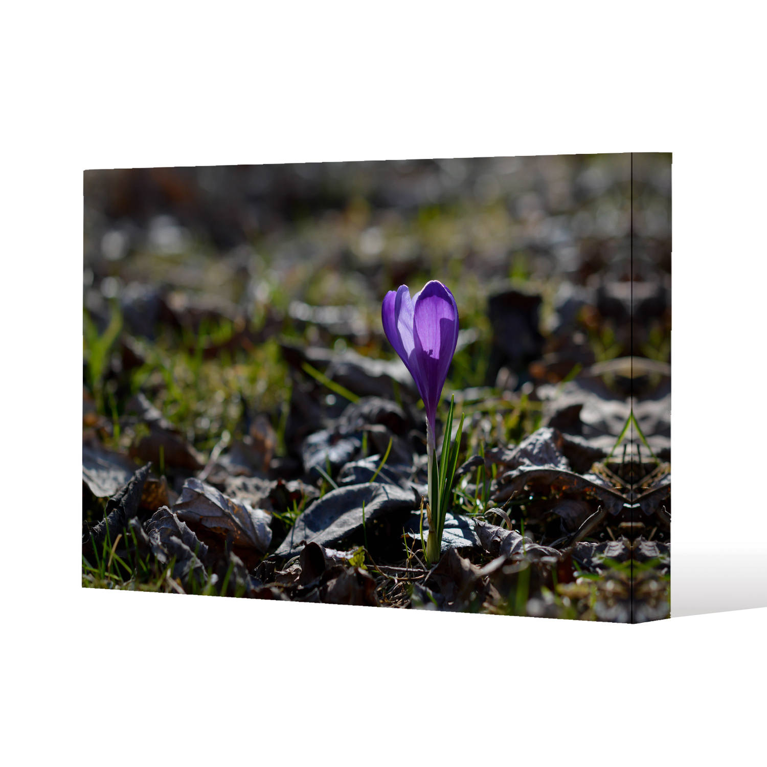 autumn flower bloom in nature Canvas Print - Purple / 51cm / 77cm