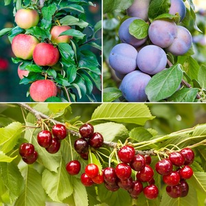 Fruit Patio Tree Trio Collection