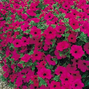 Petunia Surfinia Purple - Trailing Plants for Baskets and Containers Pack of 3