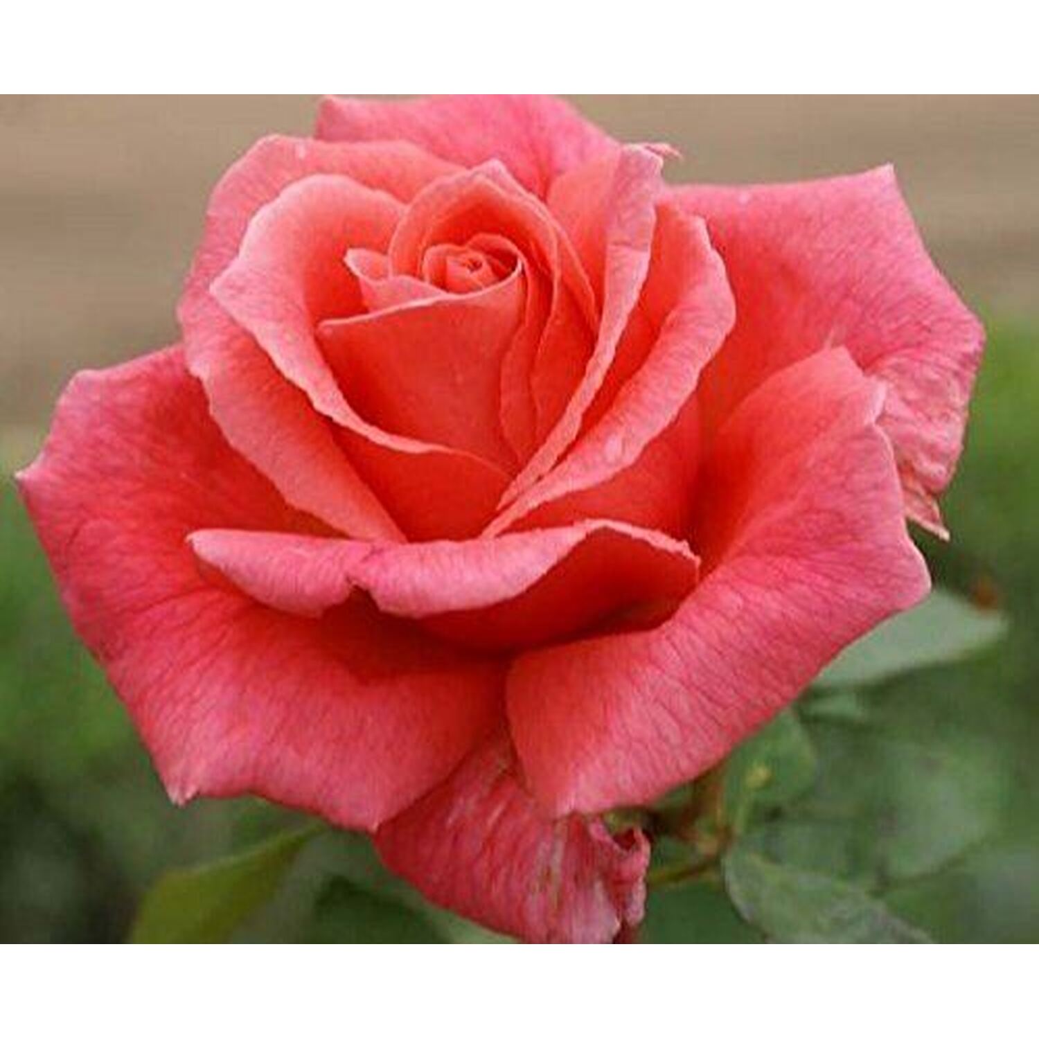 Leaping Salmon Climbing Rose Plant 4-5ft Tall in a 7.5 Litre Pot