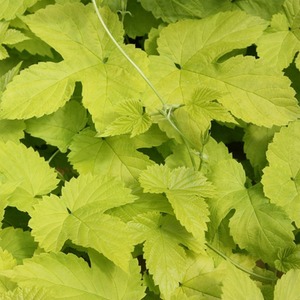 Humulus Lupulus Aureus Yellow Flowering Vine Climbing Plant