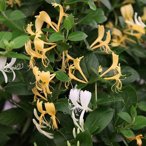 Lonicera Japonica Halliana Yellow Flowering Vine Climbing Plant