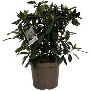 Bougainvillea Sandriana Frame Plant Assorted