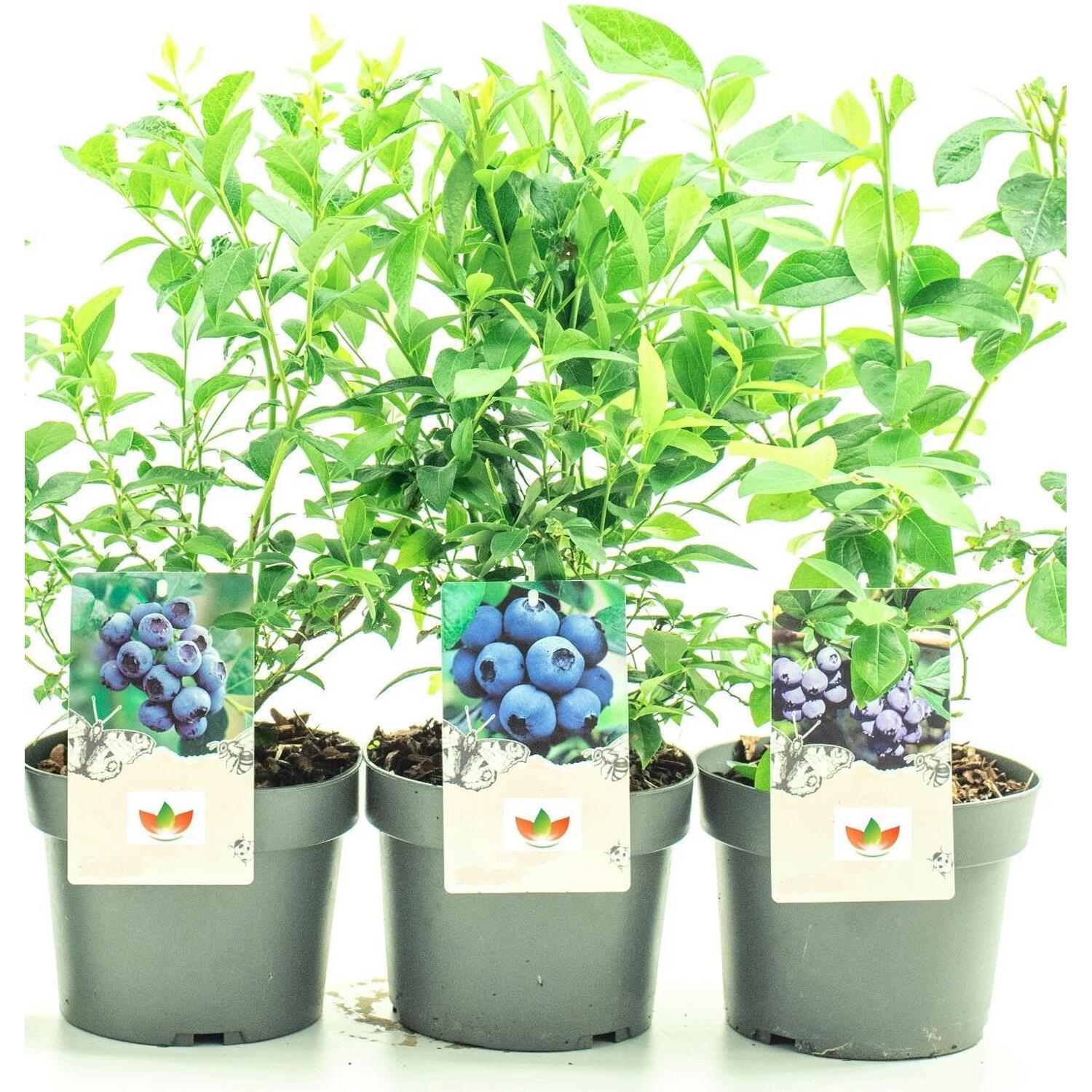 5 Mixed Large Blueberry Bush Fruit Plants in 23L Pots
