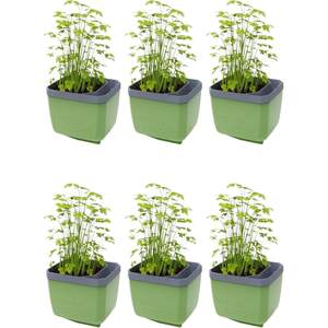 HERBS BUDDY herb pot with water reservoir - Dark Green 6pcs (6 single piece)