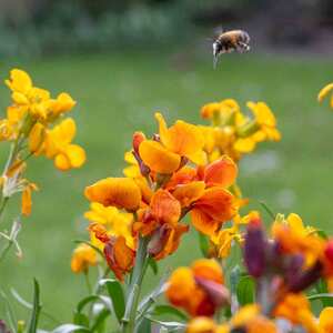 Wallflower 'Dwarf Bedder Mix'
