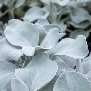 Marshalls Garden Senecio 'Angel Wings' Silver Foliage Perennial 9cm Plant