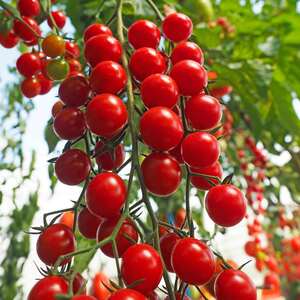 Marshalls Garden Crokini Cherry Tomato Seeds - High-Yield Cordon, Pack of 8