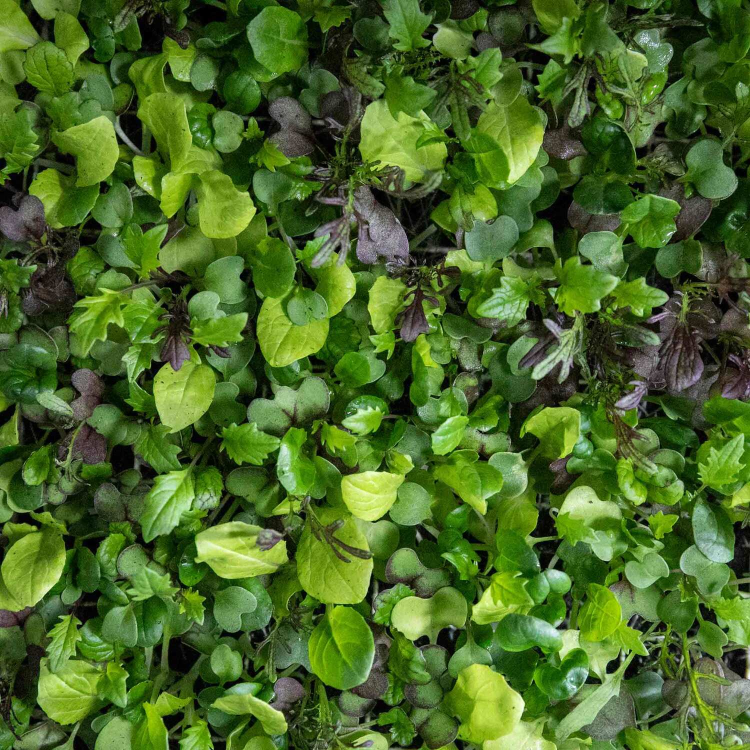 Marshalls Garden Bright & Spicy Salad Seed Mix - 500 Seeds, Pak Choi Mizuna Mustard - Green