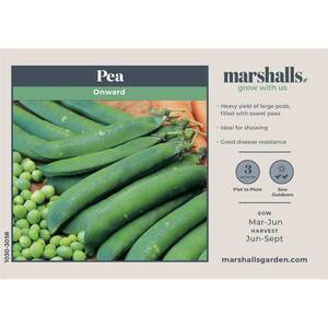 Marshalls Garden Pea Seeds 'Onward' - Sweet Large-Podded, Fusarium-Resistant Variety