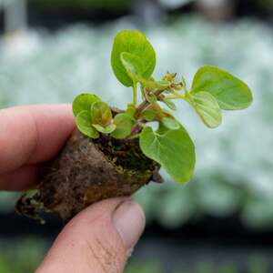 Marshalls Garden Oregano 'Arueum Gold'