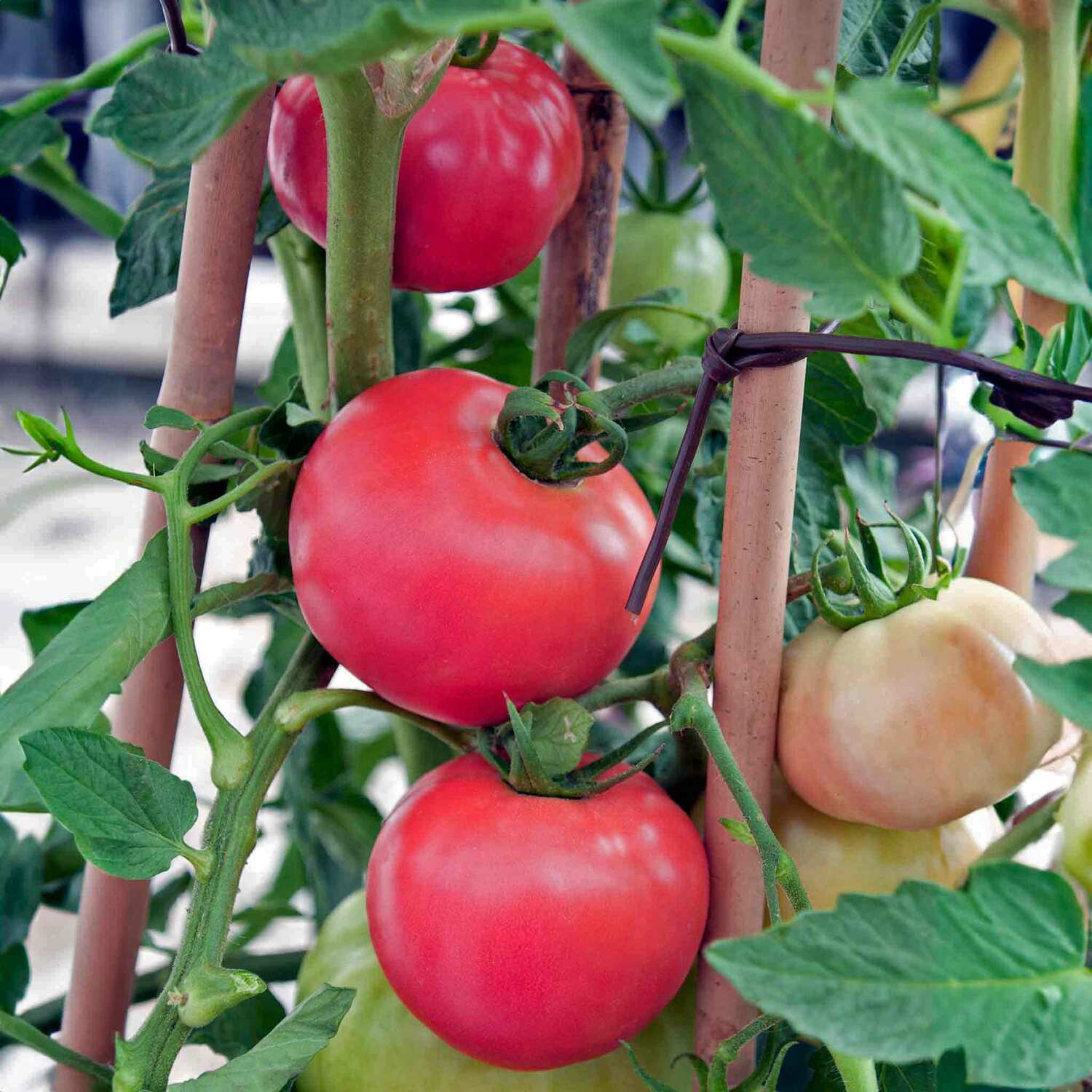 Marshalls Garden Montello F1 Bush Tomato Seeds, Compact Productive for Containers and Patios - Red