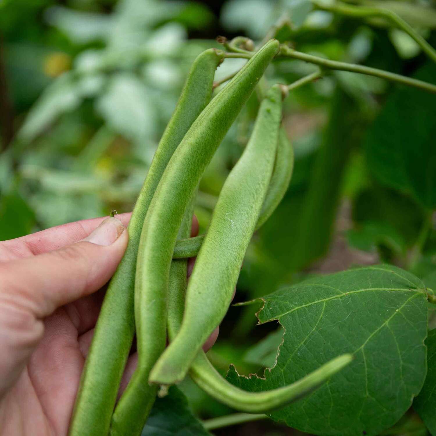 Marshalls Garden White Lady Runner Bean Seeds Rhs Award Of Garden Merit 50 Seeds - Green