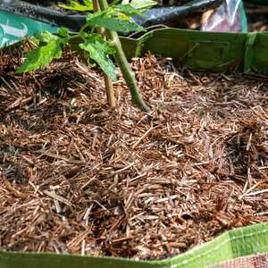 Strulch Organic Wheat Straw Mulch 100L