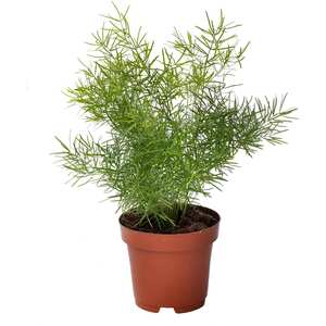 Asparagus Fern Seeds