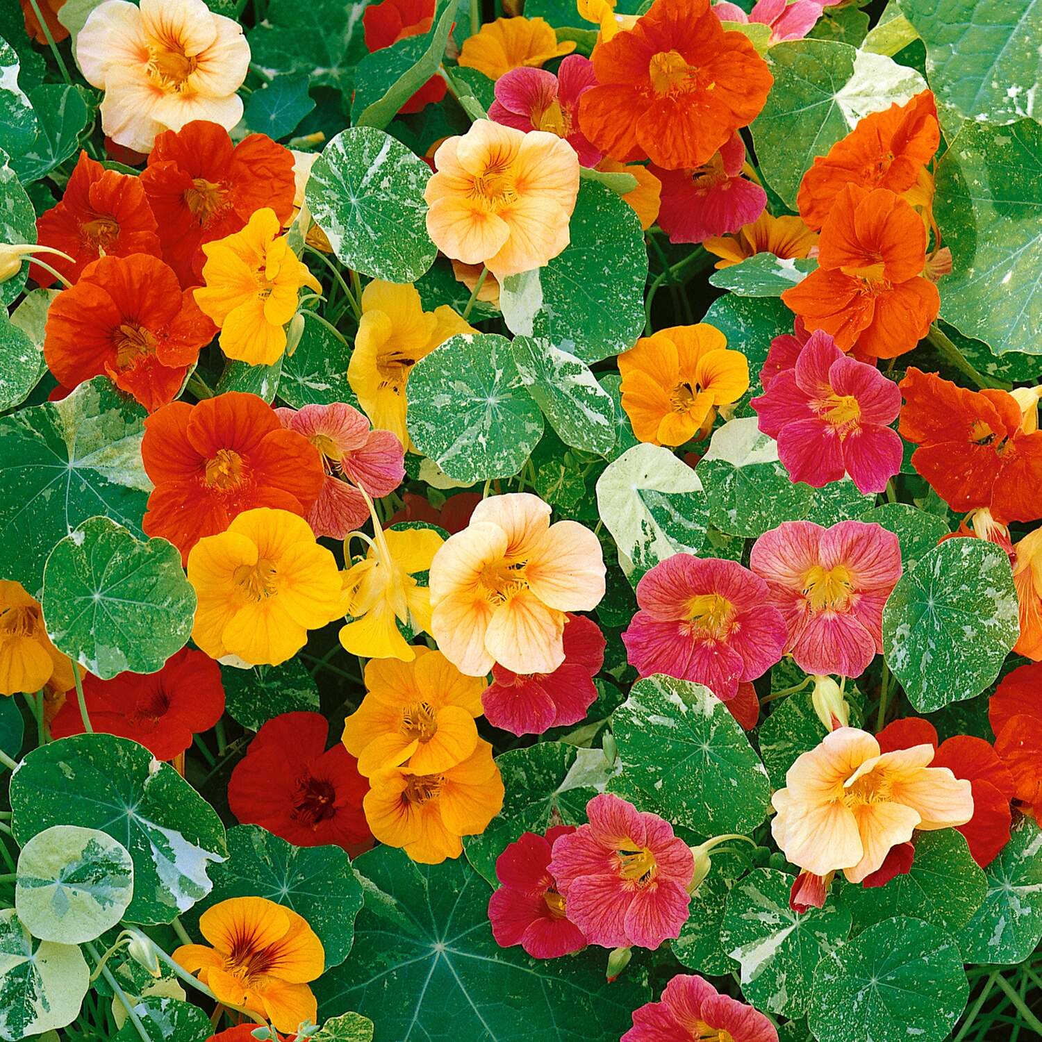Unwins Nasturtium Seeds - Alaska Mix - Neutral