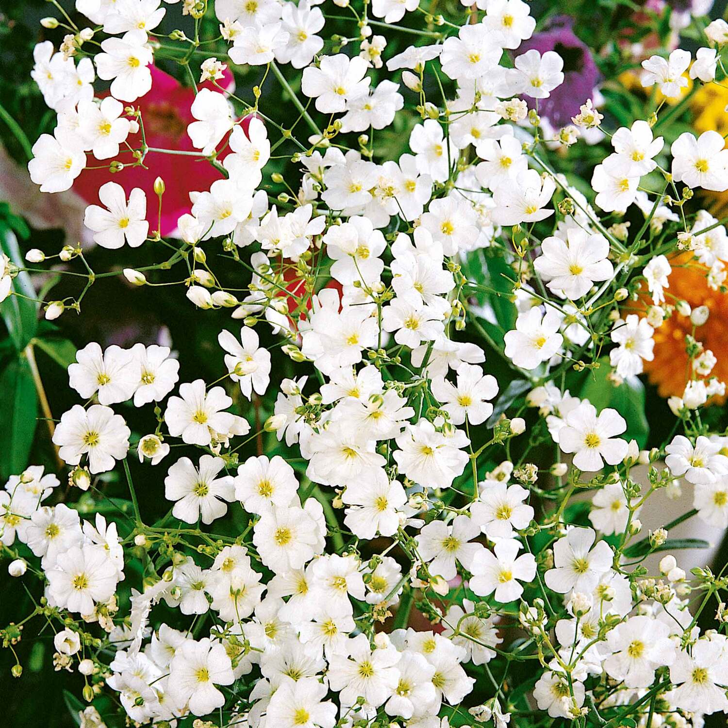 Unwins Gypsophila Seeds 'Covent Garden' - Green