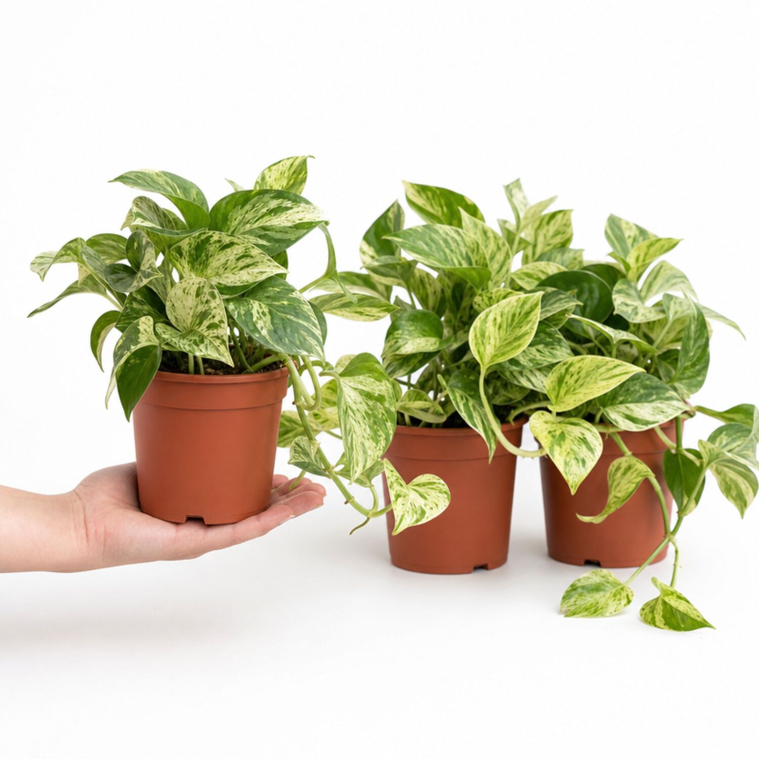 Plants By Post Epipremnum Aureum Golden Pothos H - Plant