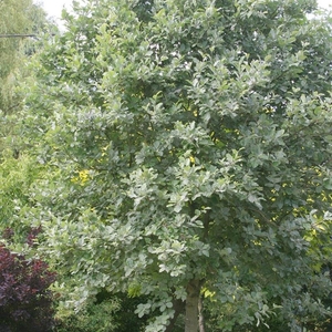 Plant Theory Lutescens Whitebeam Tree Sorbus Aria Ornamental Pot 1.5 - 1.8m