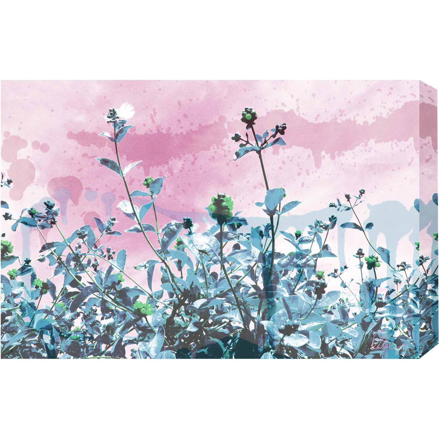 Flower Berry Sky Graphic Art Wrapped on Canvas - Pink / 112cm