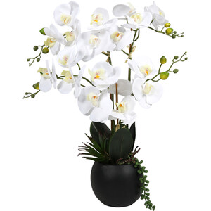 Orchid in Pot with Succulent