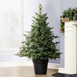 The Cairngorm Pine Outdoor Potted Tree