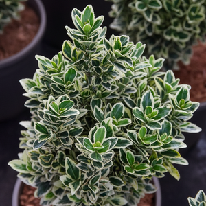 Euonymus White Spire