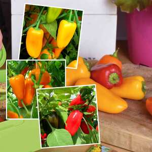 Marshalls Garden Snackbite Sweet Pepper Plant Collection