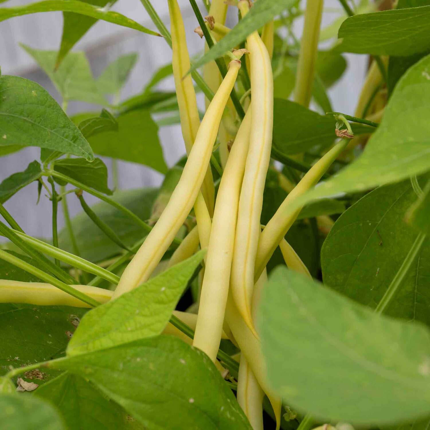 Marshalls Garden French Bean Plug Plants Summer Medley Mix - Green