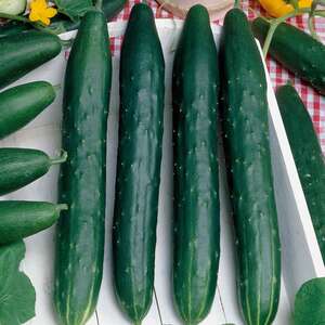 Marshalls Garden Burpless Tasty Green F1 Cucumber Seeds - Mildew Resistant