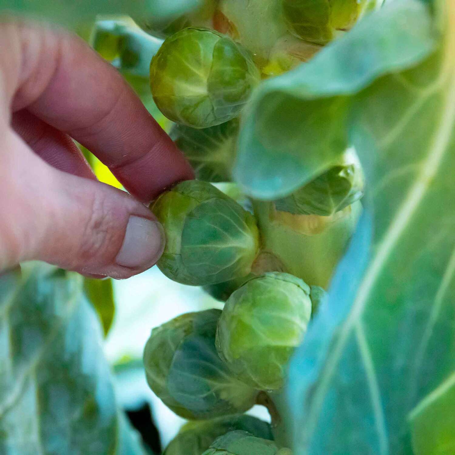 Marshalls Garden Brussels Sprout Seeds 'Doric' F1 - RHS Award of Garden Merit, High-yield - Green