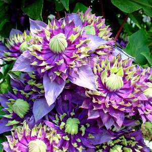 Clematis 'Taiga' 3L Plant