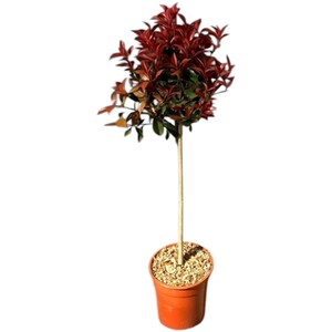 Bougainvillea Sandriana Frame Plant Assorted