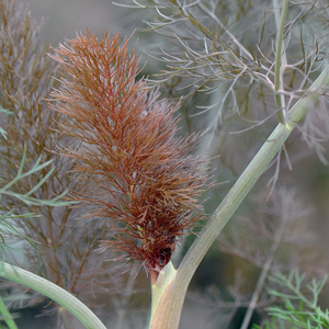 Fennel Giant Bronze Foeniculum Vulgare Giant Bronze 9cm Pot Herb Garden Plant
