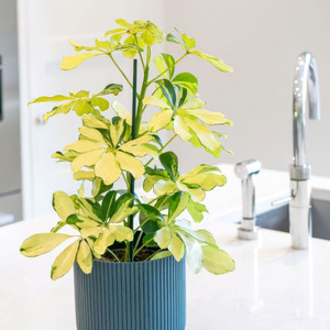 Plant Theory Schefflera Arboricola Melanie Umbrella Tree 8.5cm Pot