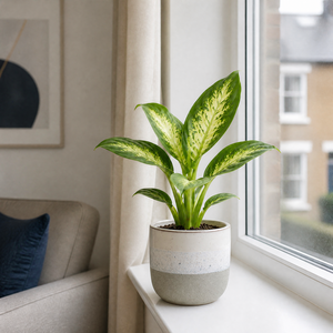 Dieffenbachia Compacta Dumb Cane